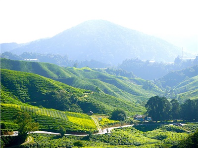 湘益茯茶盛裝亮相第11屆中國(深圳)國際茶產業博覽會